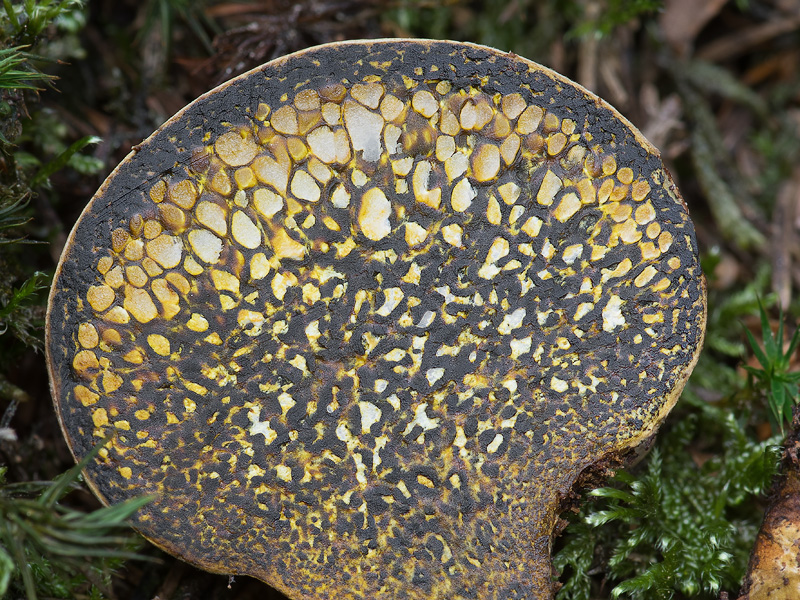 Pisolithus tinctorius